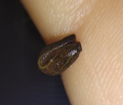 Haemadipsa zeylanica