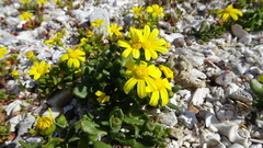 Senecio maritimus