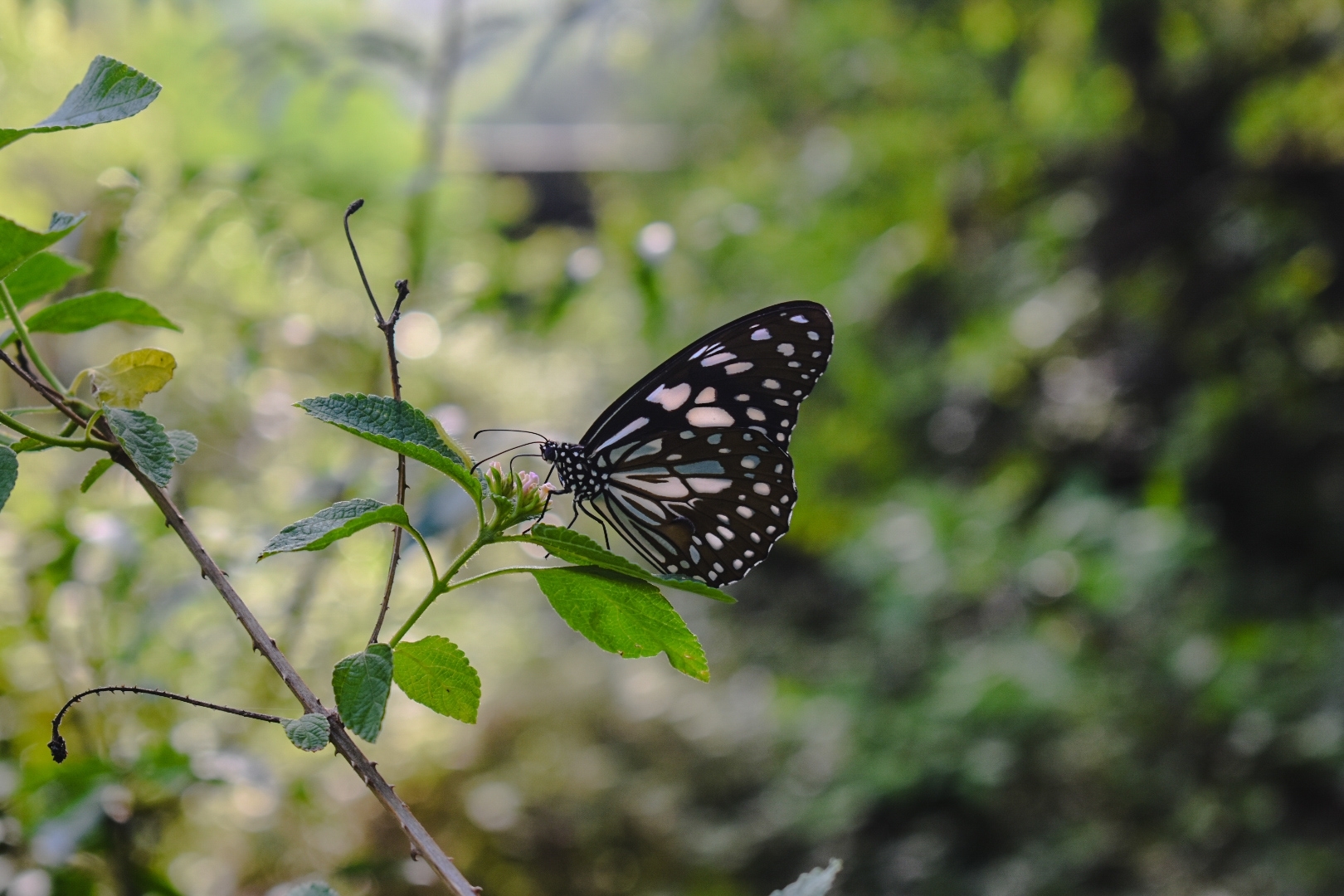 Blue Tiger