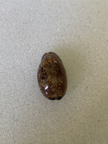Cypraea felina observed 2025-06-03