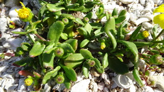 Senecio maritimus