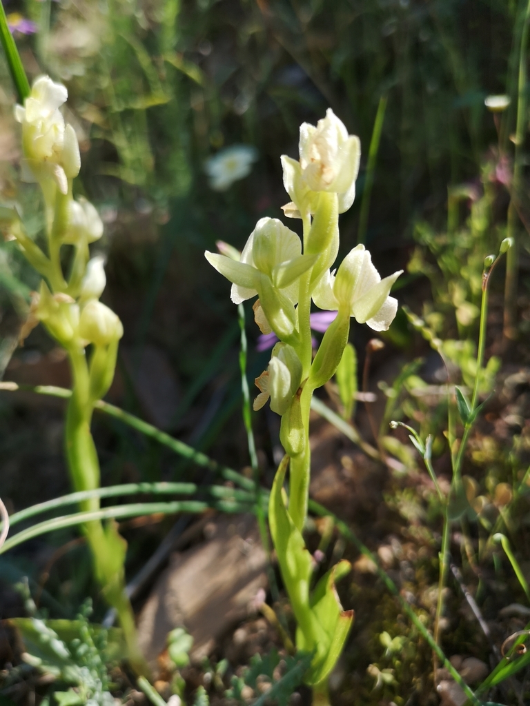 Pale Chin Bonnet