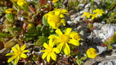 Senecio maritimus