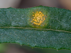 Puccinia lagenophorae
