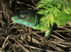 Lacerta strigata