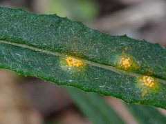 Puccinia lagenophorae