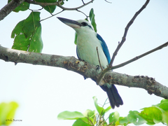 Todiramphus saurophagus