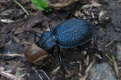 Carabus scabrosus