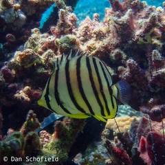 Chaetodon octofasciatus