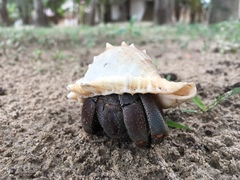 Coenobita violascens