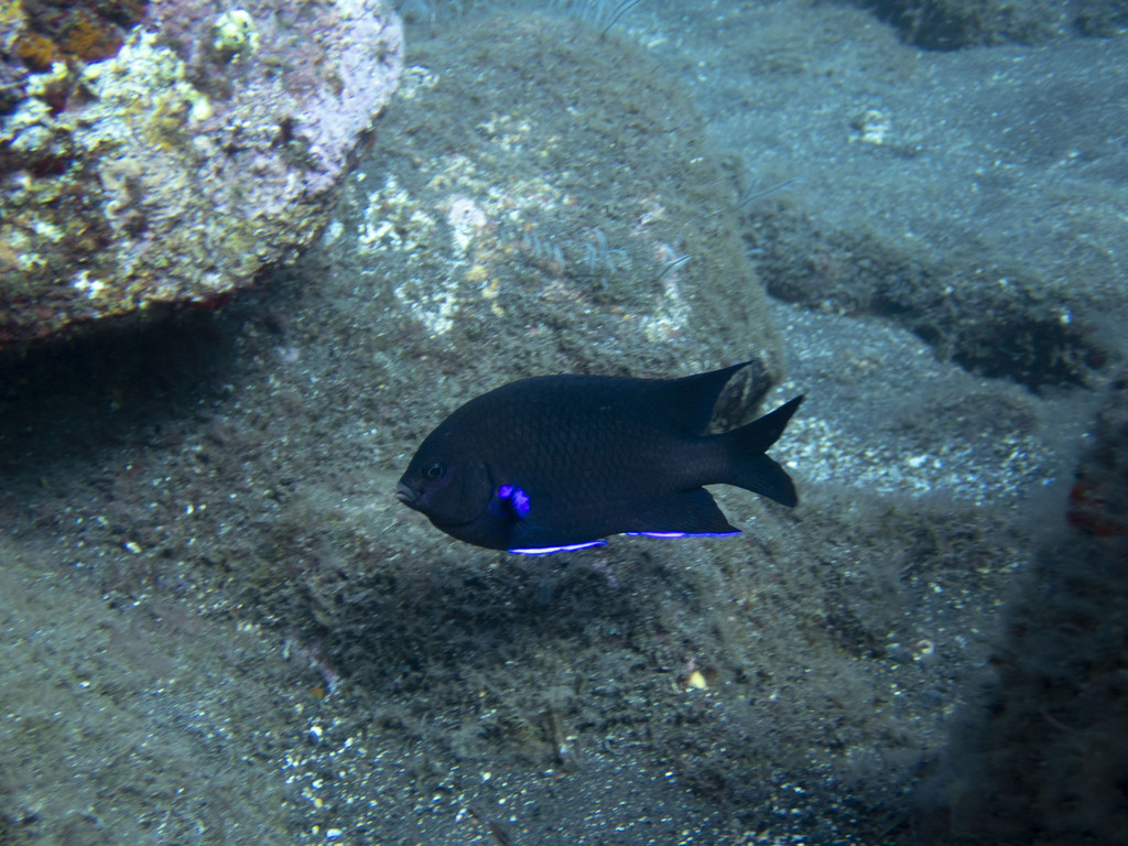 Canary damsel (Abudefduf luridus) — Pomacentridae