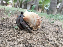 Coenobita violascens