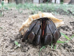 Coenobita violascens