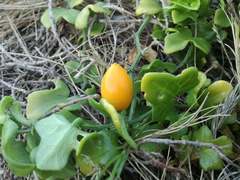 Kedrostis nana