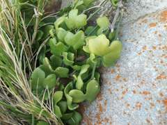 Kedrostis nana