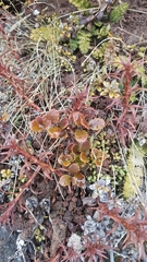 Gaultheria colensoi