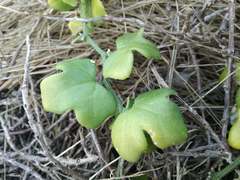 Kedrostis nana