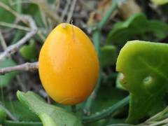 Kedrostis nana