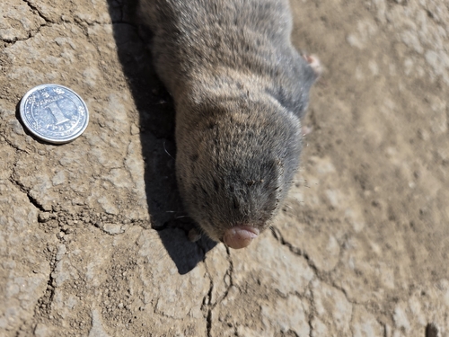Lesser Blind Molerat, Болградський район, Одеська область, Україна, photo 6 of 10
