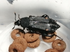 Diamesus bimaculatus