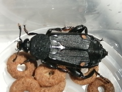 Diamesus bimaculatus