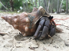 Coenobita violascens