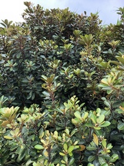 Planchonella obovata