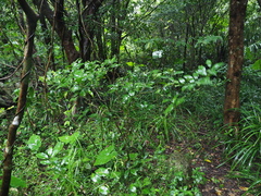 Citrus deliciosa