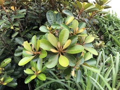 Planchonella obovata