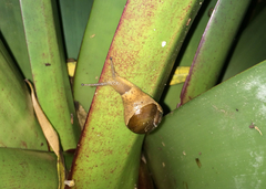 Megaustenia imperator