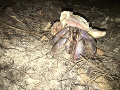 Coenobita violascens
