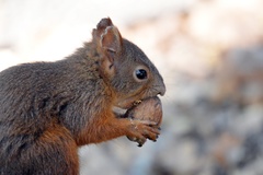Sciurus vulgaris