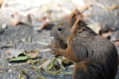 Sciurus vulgaris
