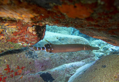 Atlantic Trumpet Fish