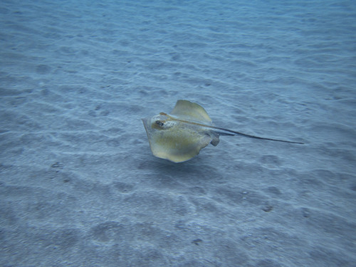 Common Stingray
