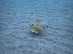 Common Stingray