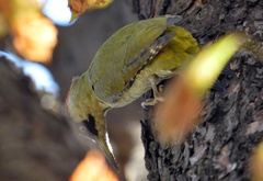 Picus viridis