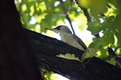 Picus viridis