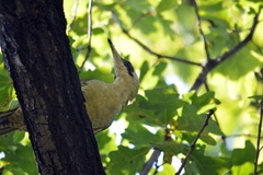 Picus viridis