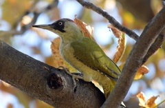 Picus viridis