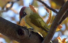 Picus viridis