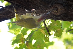 Picus viridis