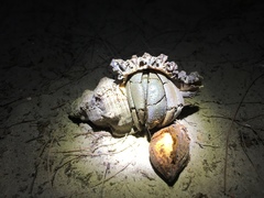 Coenobita violascens