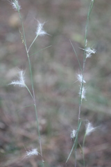 Andropogon ternarius