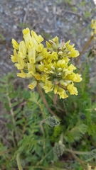 Oxytropis campestris
