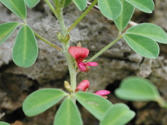 Indigofera trifoliata