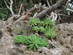 Crepidiastrum lanceolatum
