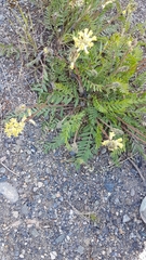 Oxytropis campestris