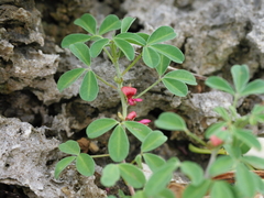 Indigofera trifoliata