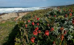 Indigofera tomentosa